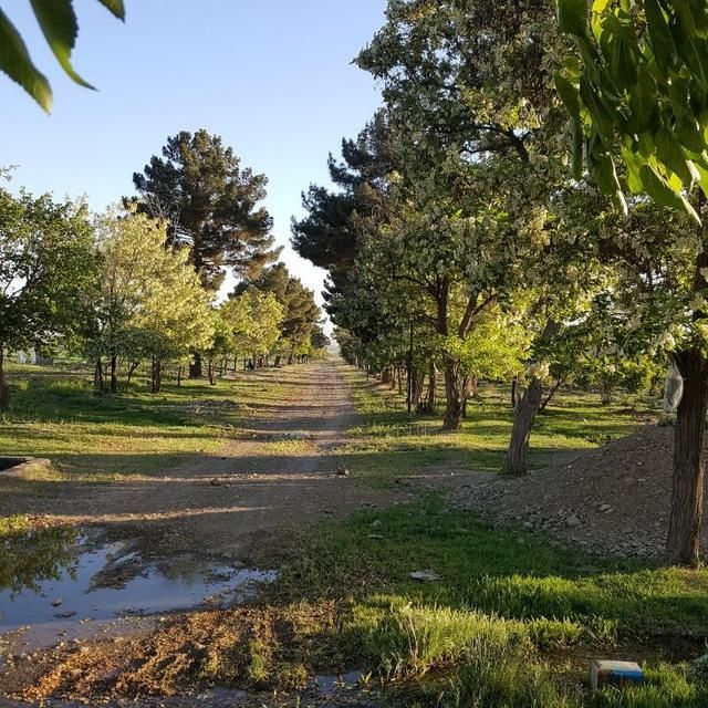 ۶۰ هکتار و دو حلقه چاه حاشیه اتوبان مشهد نیشابور|فروش دفتر صنعتی، کشاورزی، تجاری|مشهد, فرودگاه|دیوار