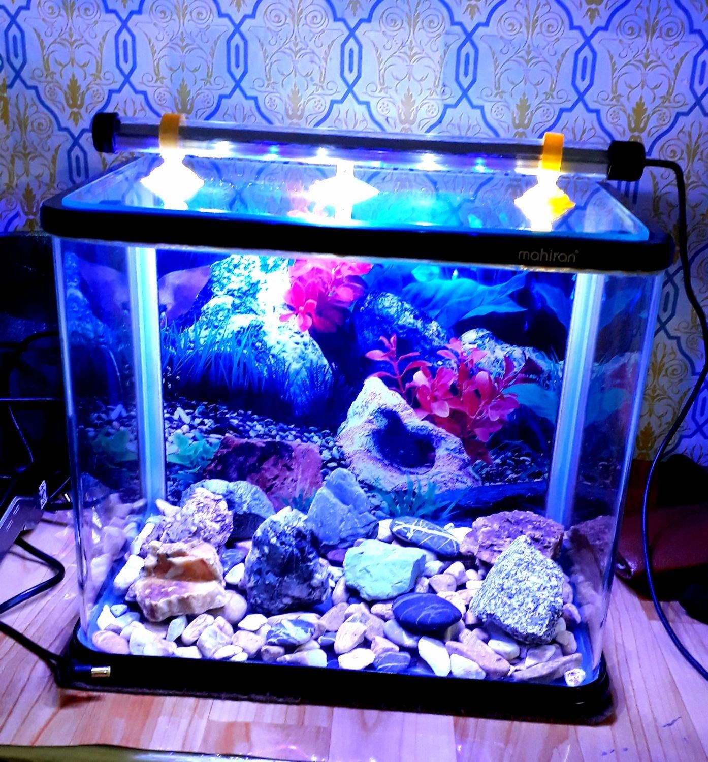 آکواریوم ماهیران شیشه خم|ماهی|الیگودرز, |دیوار