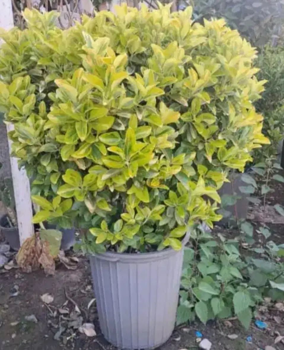 نهال شمشاد طلایی و سبز مناسب محوطه سازی و ویلا|خدمات باغبانی و درختکاری|کرمانشاه, |دیوار