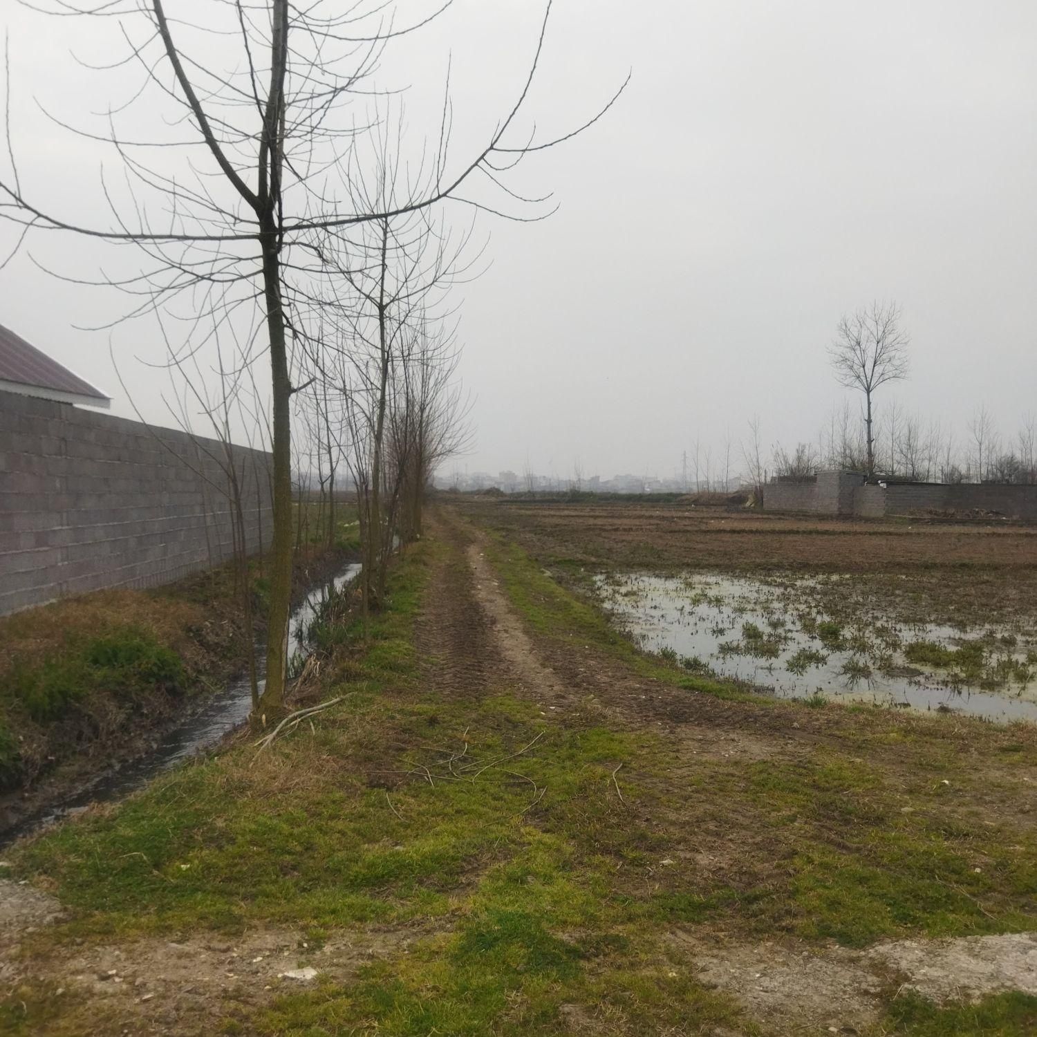 فروش زمین ۱۰۰۰ متری در سیاه اسطلخ|فروش زمین و ملک کلنگی|رشت, سیا اسطلخ|دیوار