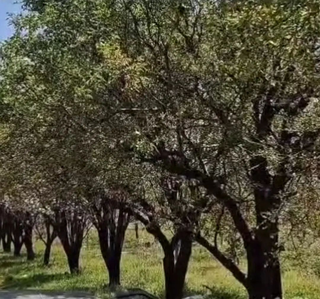 باغشهری ۱۰۰۰متری ،سیخ دارنگون مجموعه شخصی|فروش زمین و ملک کلنگی|شیراز, جانبازان|دیوار