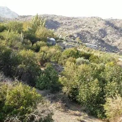 کارگر پسته چین خانوادگی خواستین درخدمتیم|خدمات باغبانی و درختکاری|بم, |دیوار