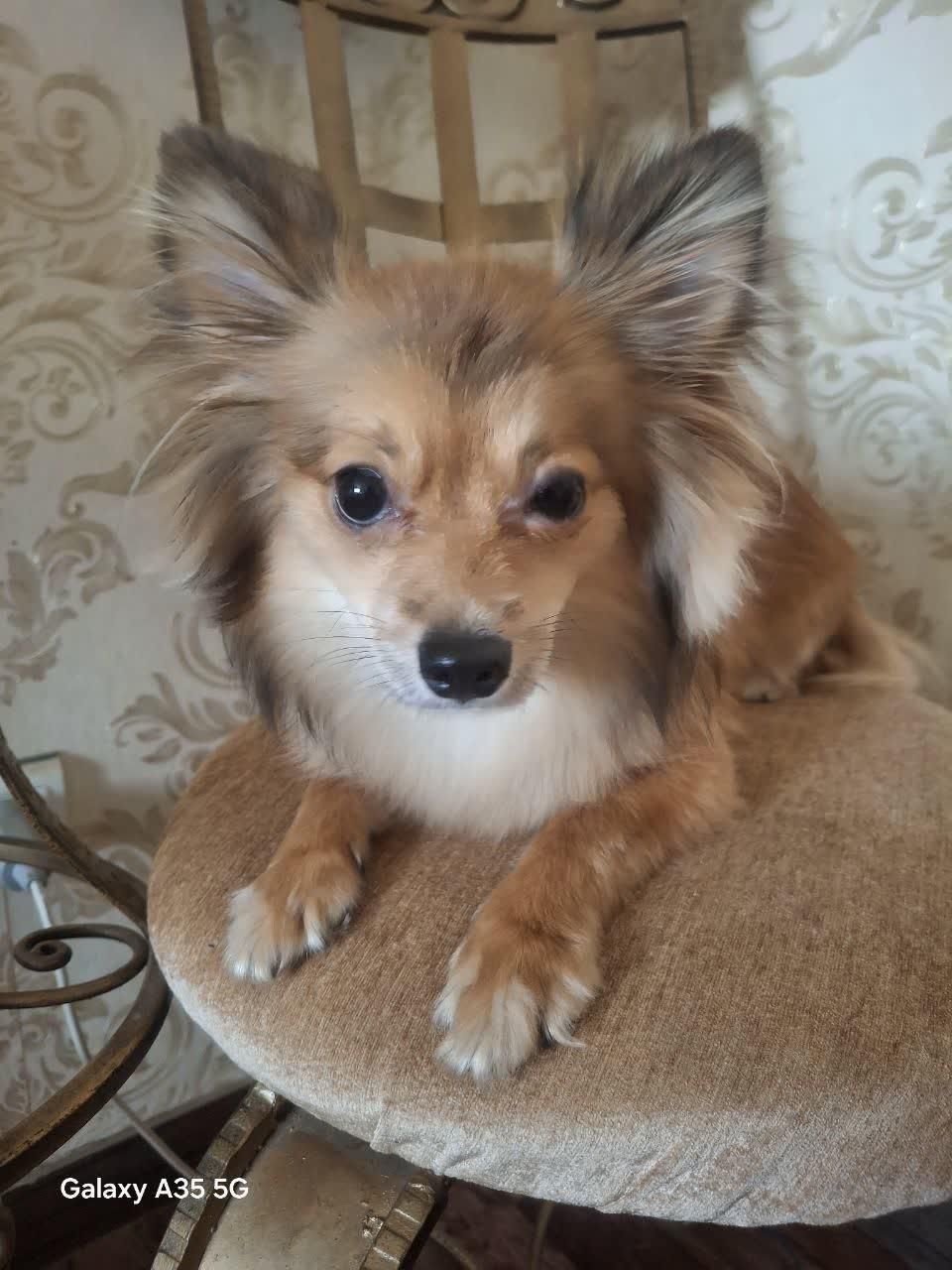 سگ پامر|سگ|گلبهار, شهر جدید گلبهار|دیوار