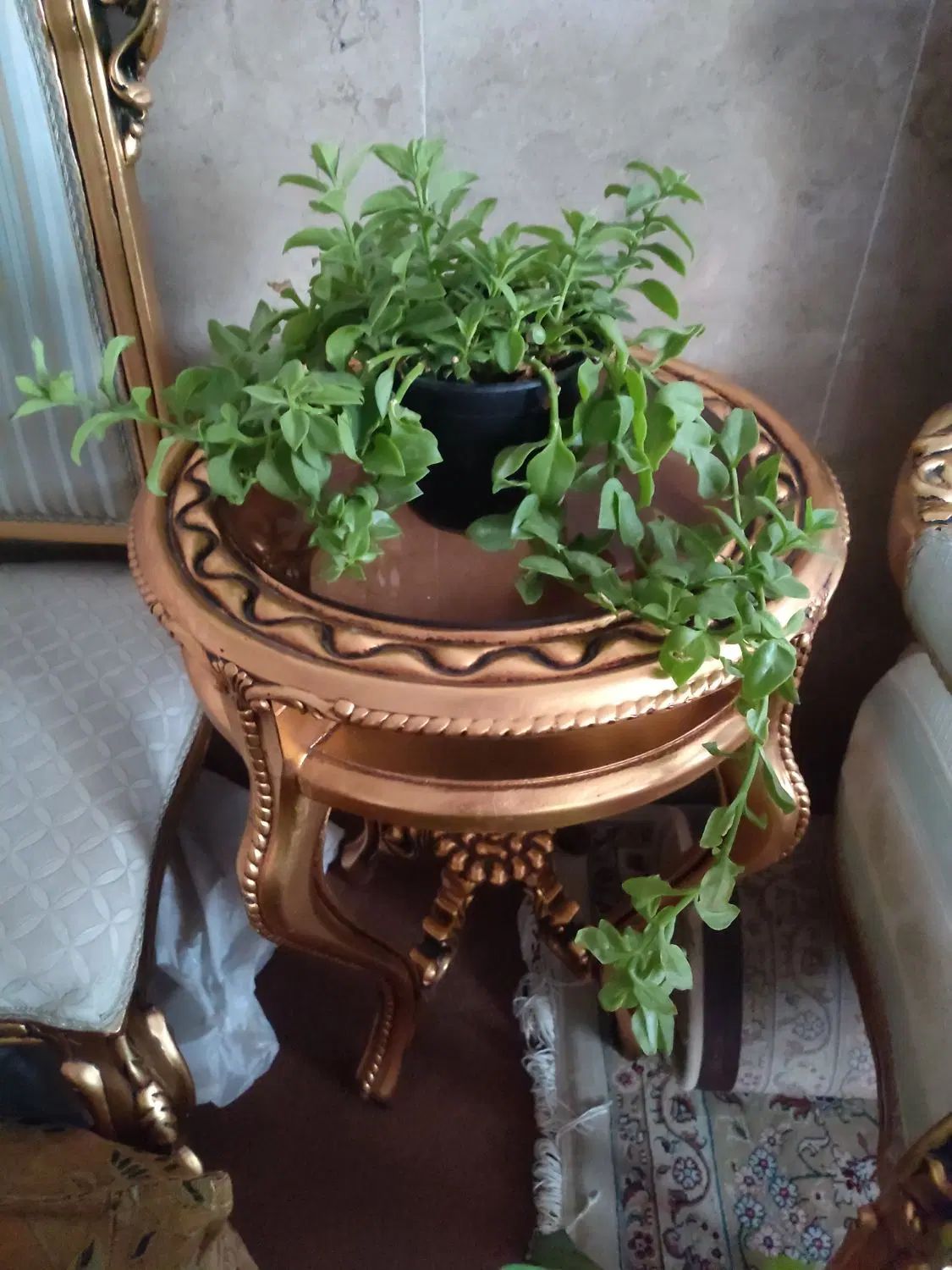 گل یخ،شاخ بزی آلئوراسانسوریا نخل مرداب گبرگ انجیری|گل و گیاه طبیعی|مشهد, مصلی (کارمندان اول)|دیوار