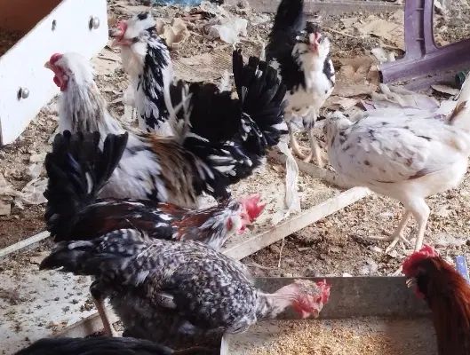تخم مرغ گلین مرغ گلین خروس گلین و گردن لخت|حیوانات مزرعه|مشهد, شهرک بهارستان|دیوار