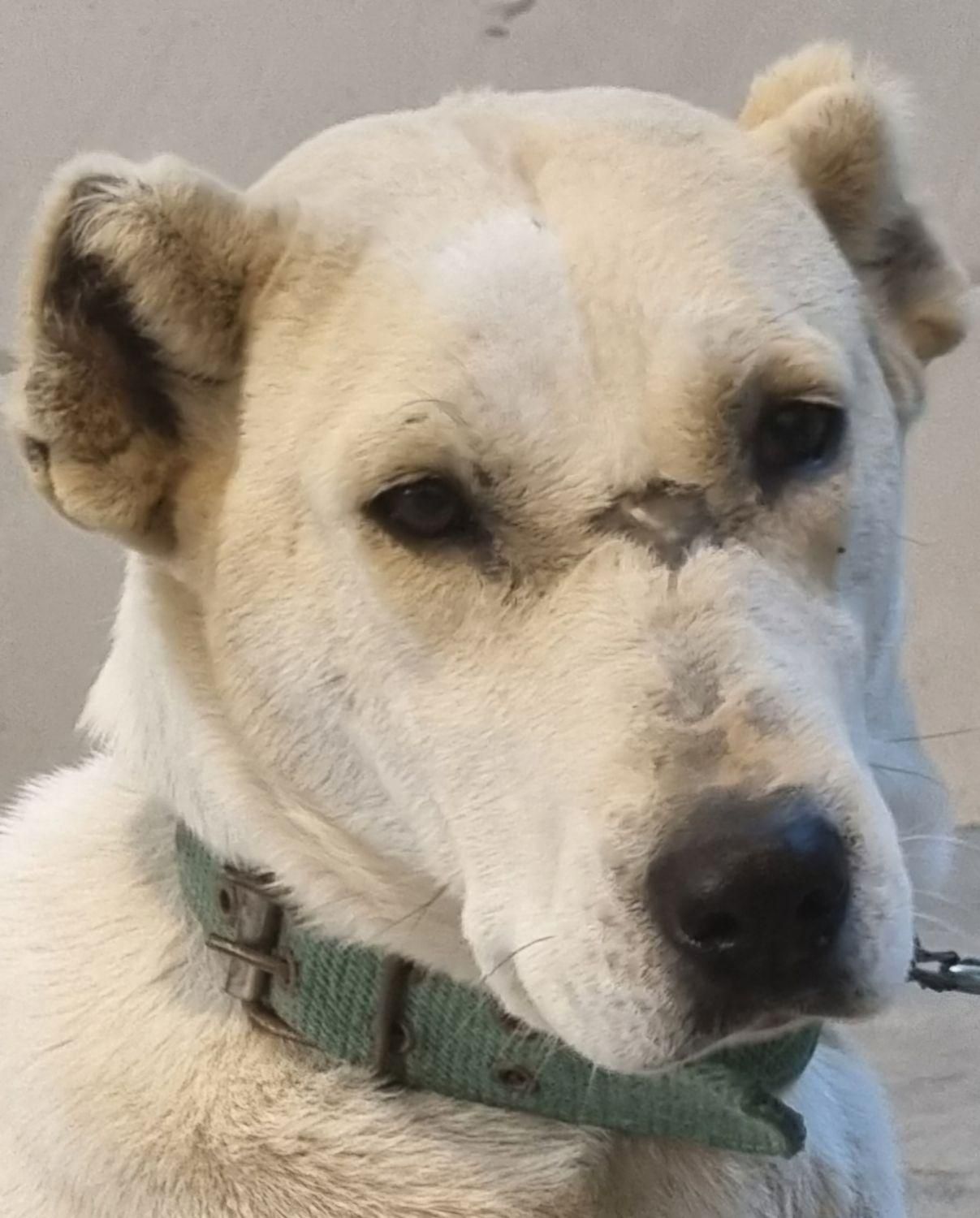 ماده خراسانی|سگ|مشهد, امیریه|دیوار