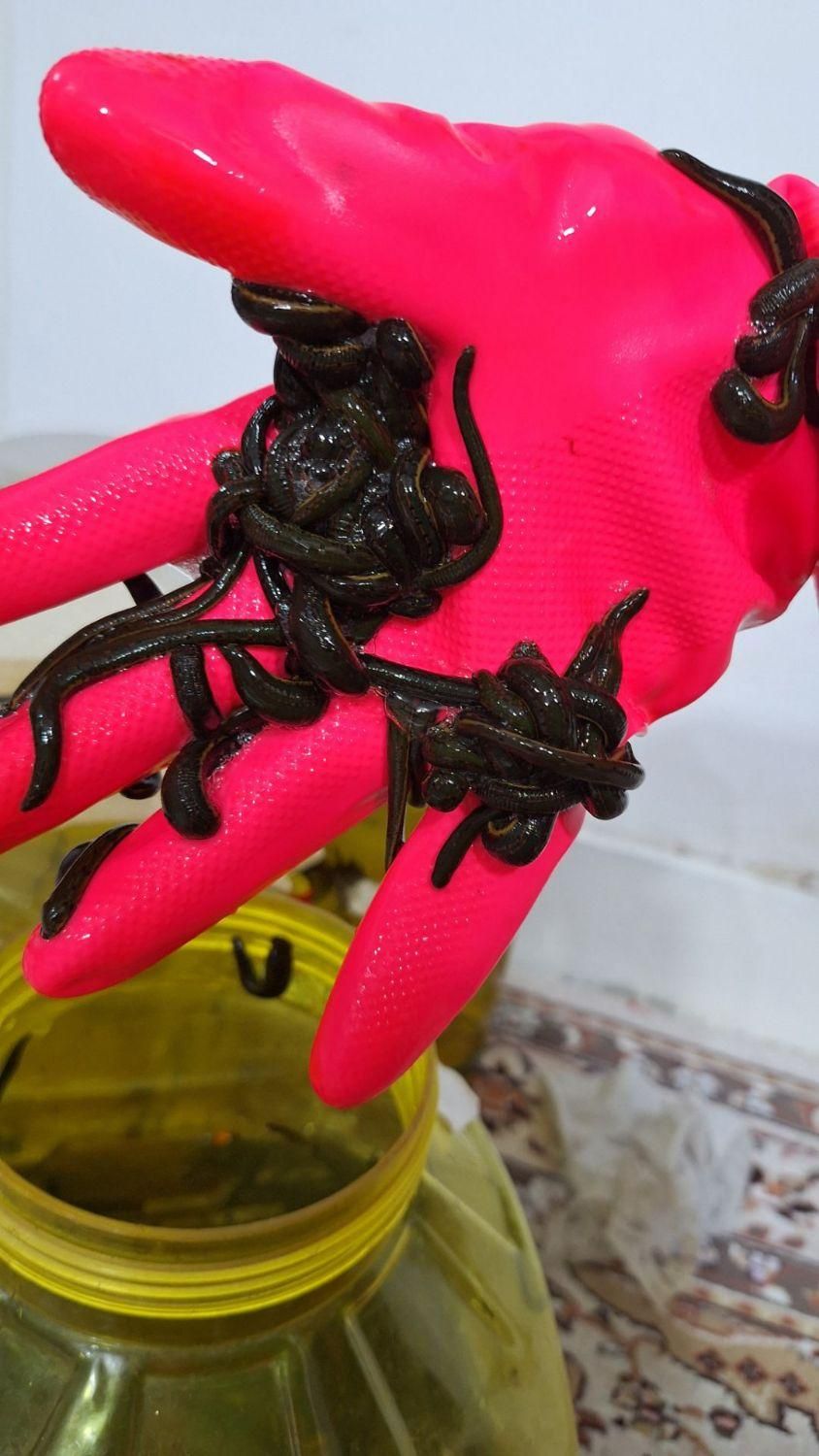 فروش زالو|خدمات آرایشگری و زیبایی|اصفهان, محله سفلی|دیوار