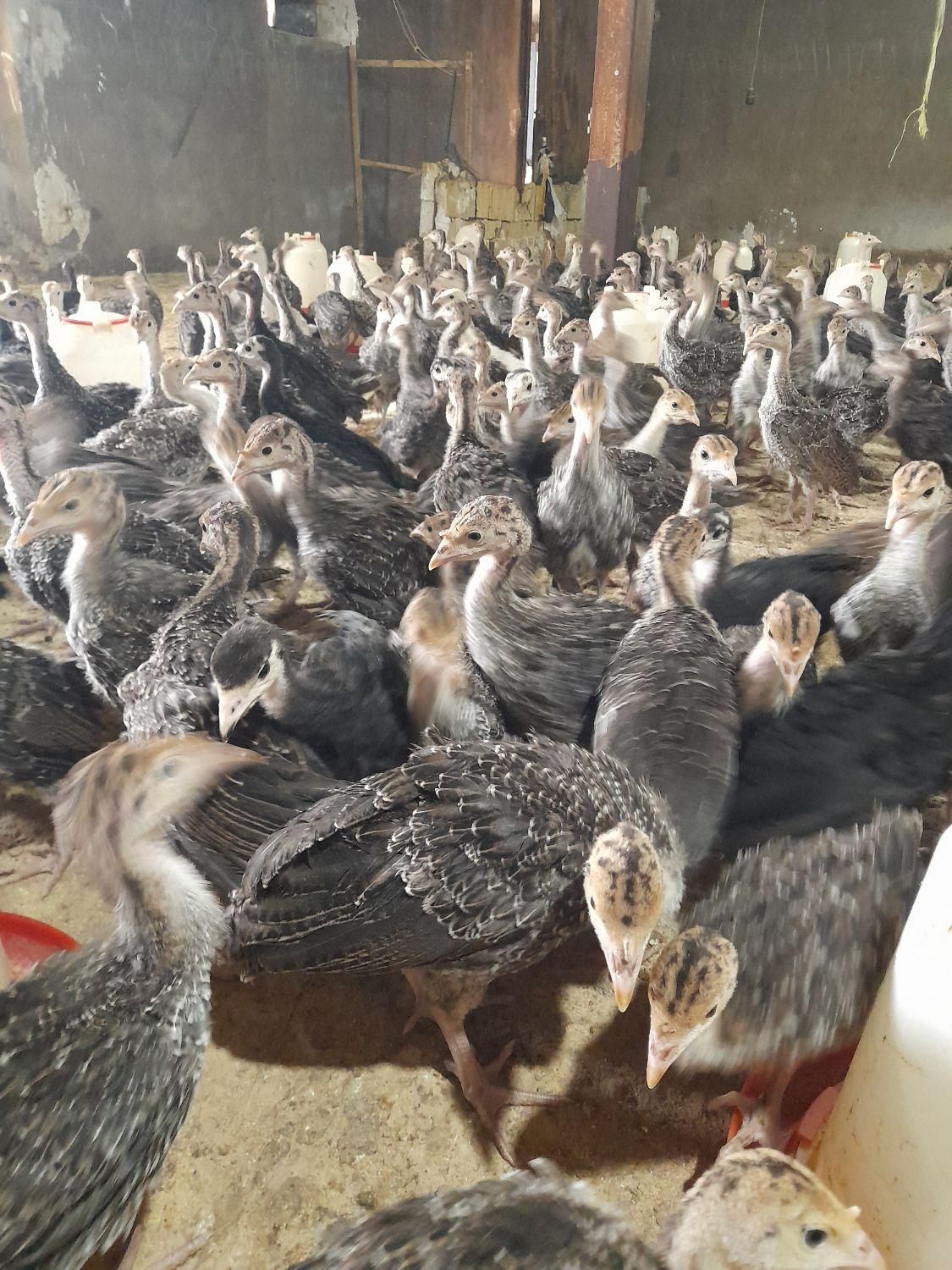 فروش جوجه بوقلمون یک ماهه برنز اینگلیس|حیوانات مزرعه|قزوین, |دیوار