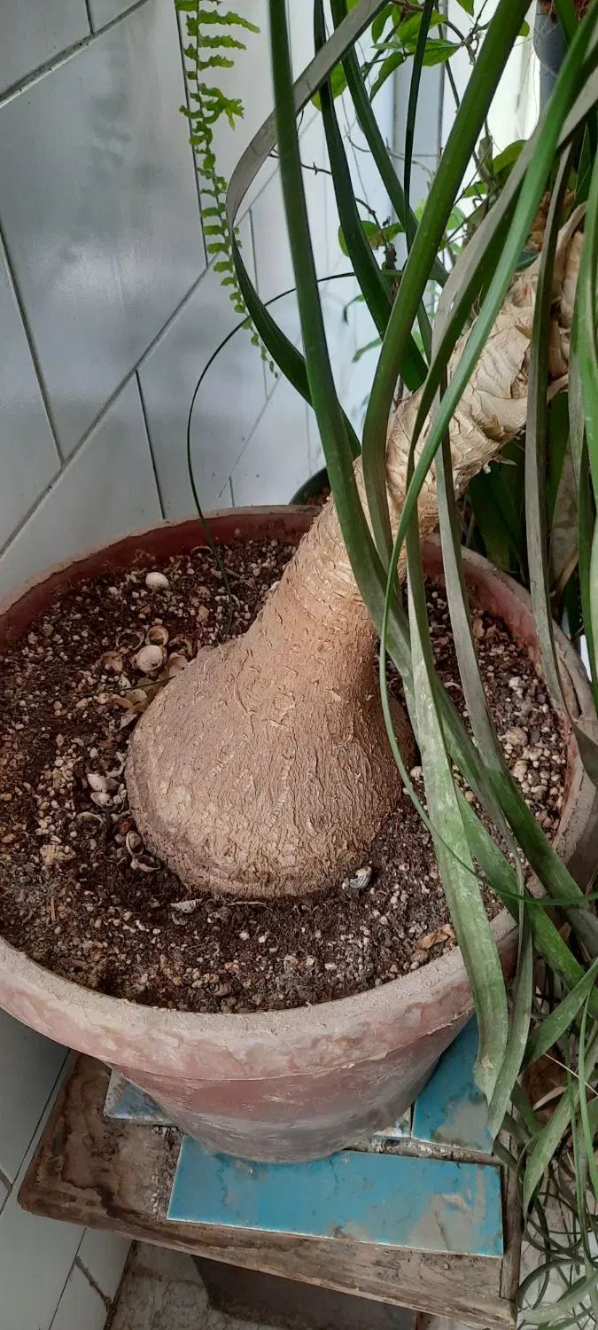 لیندا  ده ساله|گل و گیاه طبیعی|تهران, پونک|دیوار