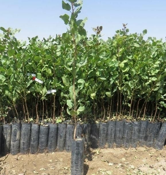 فروش نهال پسته ۱ساله و ۲ساله|خدمات باغبانی و درختکاری|شاهین‌شهر, گزبرخوار|دیوار