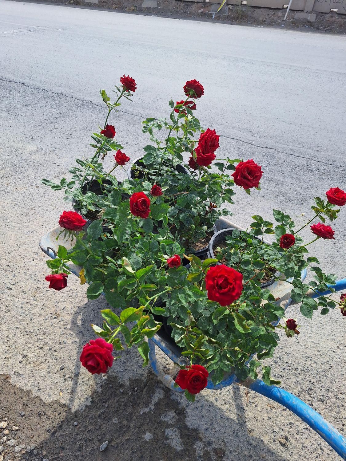 گل رز قرمز باغی باغچه ایی و گلدانی|خدمات باغبانی و درختکاری|لنجان, |دیوار