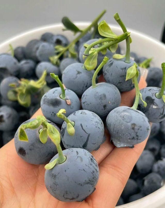 دراگون زیتون پسته بادام سیب اواکادو|خدمات باغبانی و درختکاری|بوشهر, |دیوار