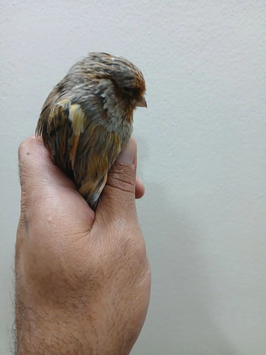 قناری نر درشت و مست شلاقی|پرنده|اصفهان, احمدآباد|دیوار