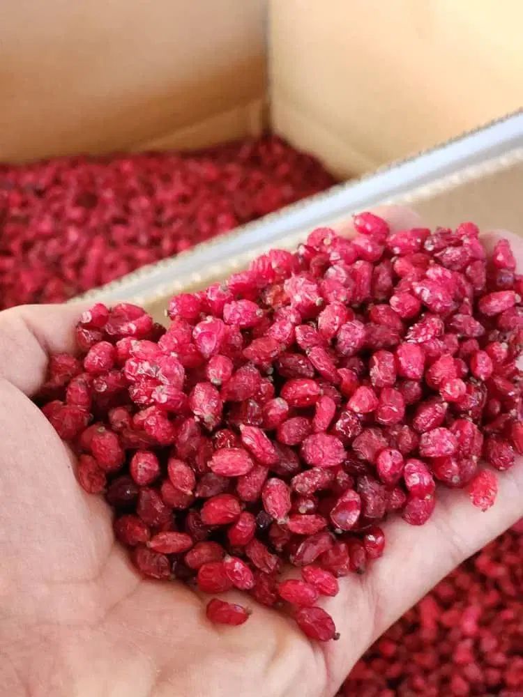 زرشک درجه 1پفکی|خوردنی و آشامیدنی|اصفهان, سعادت‌آباد|دیوار
