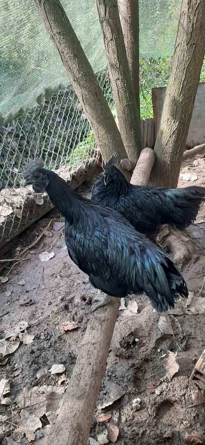 جوجه و تخم مرغ ایام سمانی و لاکندزی ضد سرطان|حیوانات مزرعه|شاهینشهر, مخابرات (شهید بهشتی)|دیوار