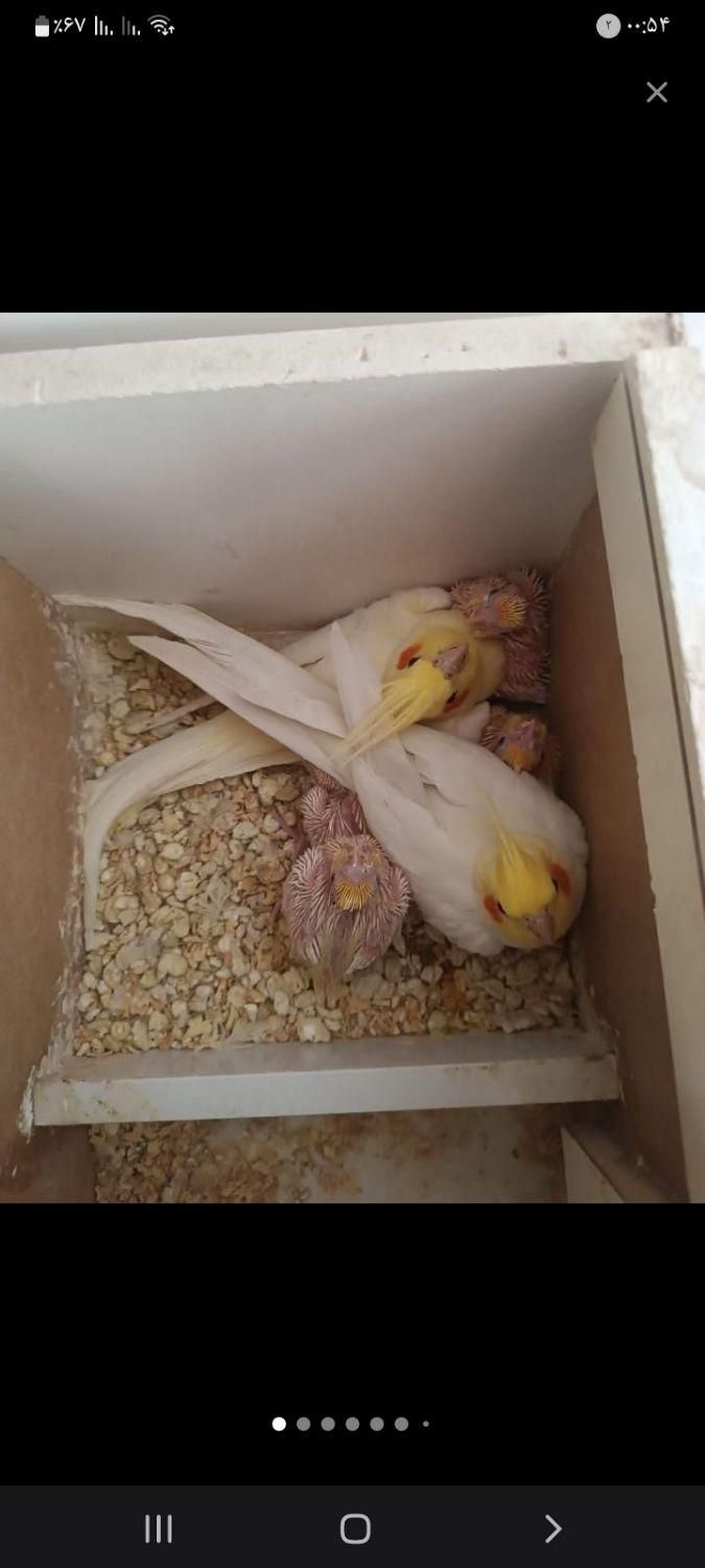 نگهداری از انواع طوطی سانان|پرنده|رفسنجان, |دیوار