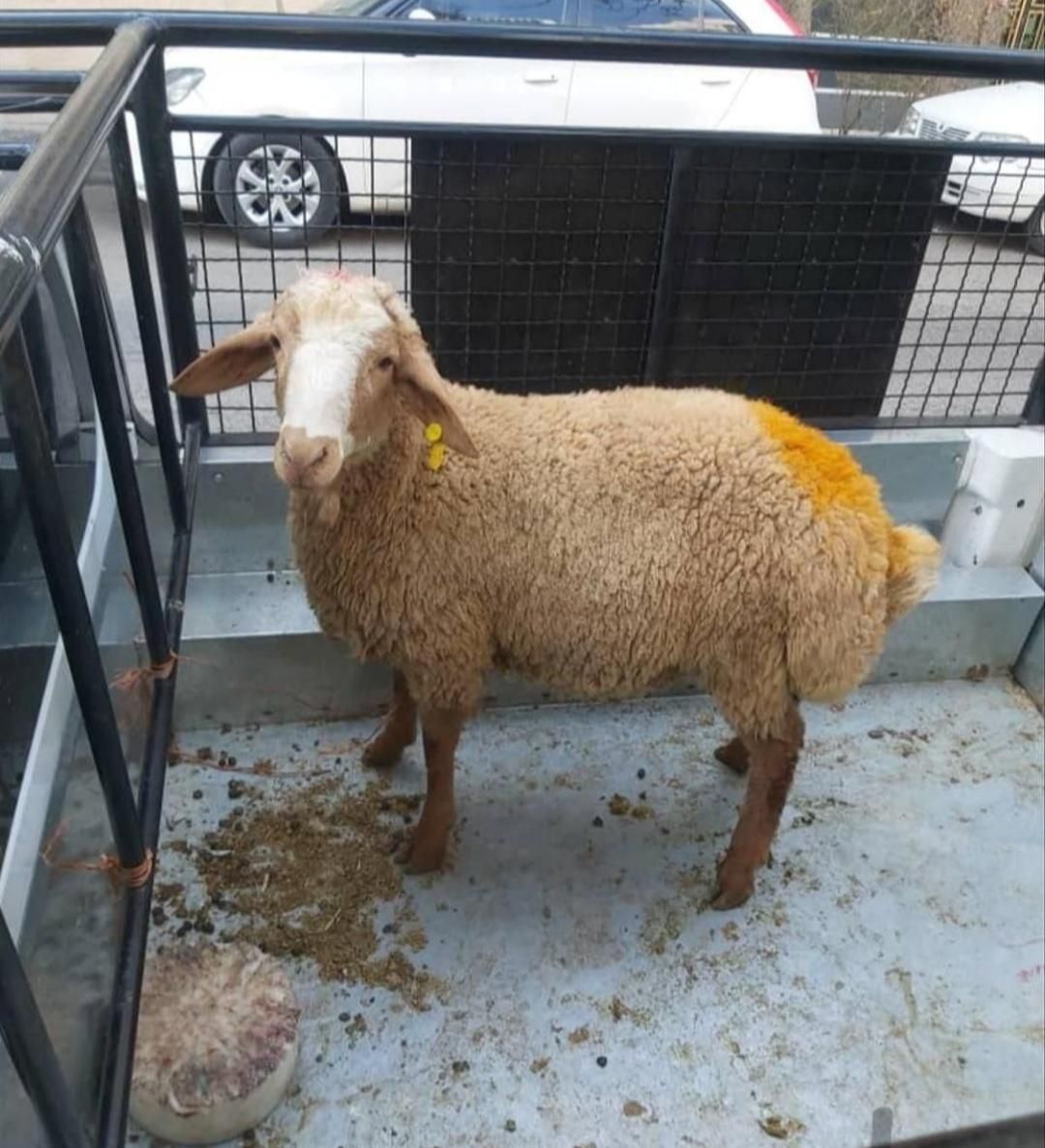 دامداری مزرعه گوسفند و بره شیشک ودام زنده|حیوانات مزرعه|تهران, سبلان (لشگر)|دیوار