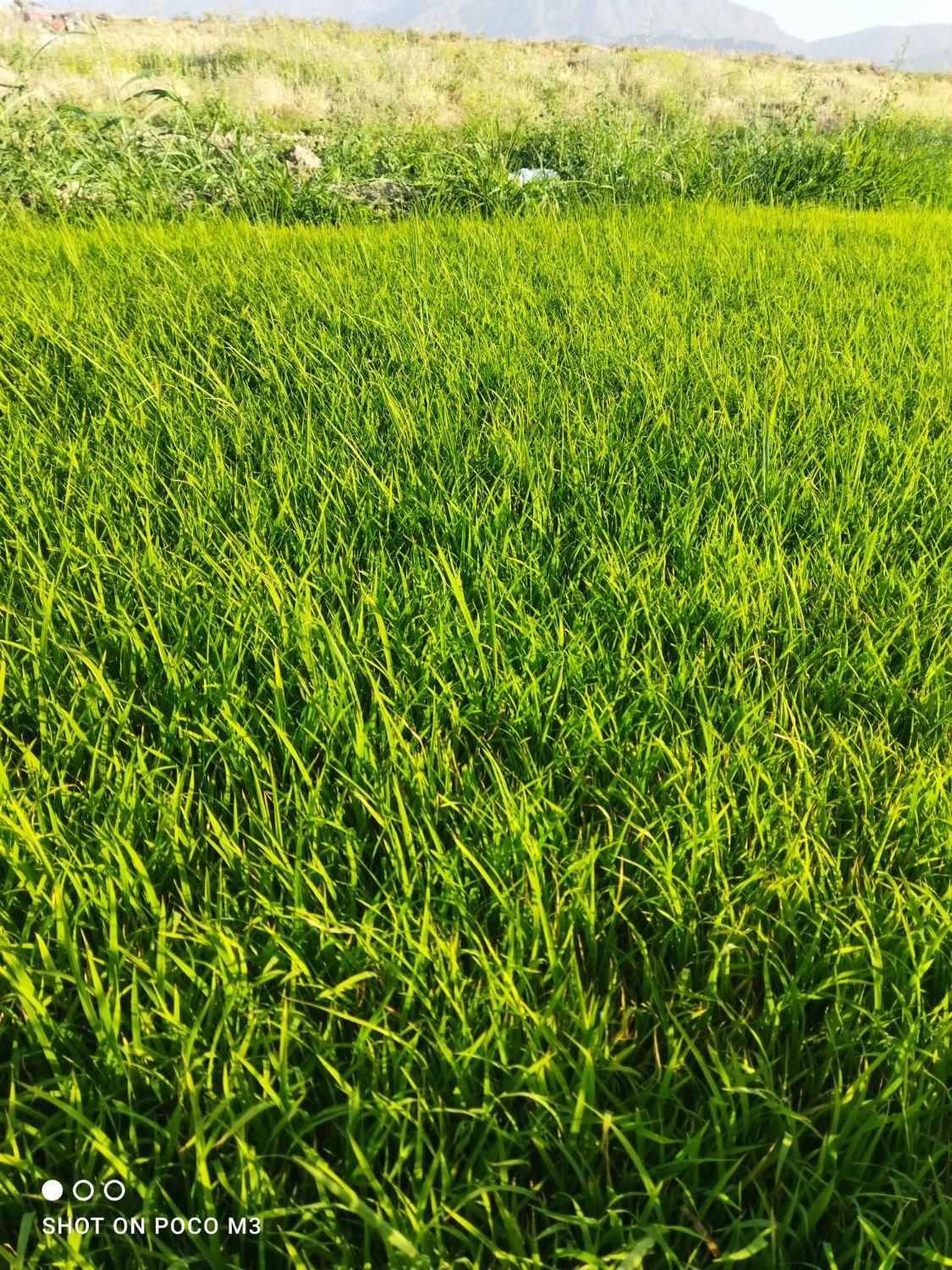 نشا برنج 300متر|خدمات باغبانی و درختکاری|دورود, |دیوار