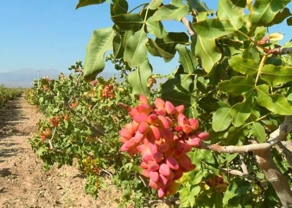 پیوند پسته صد در صد تضمنی در سرارسر استان فارس|خدمات باغبانی و درختکاری|شیراز, آزادگان|دیوار
