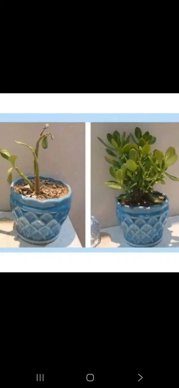 اگر میخای گل های تو خونت خوب رشد کنند بیا دایرکت|گل و گیاه طبیعی|یزد, |دیوار
