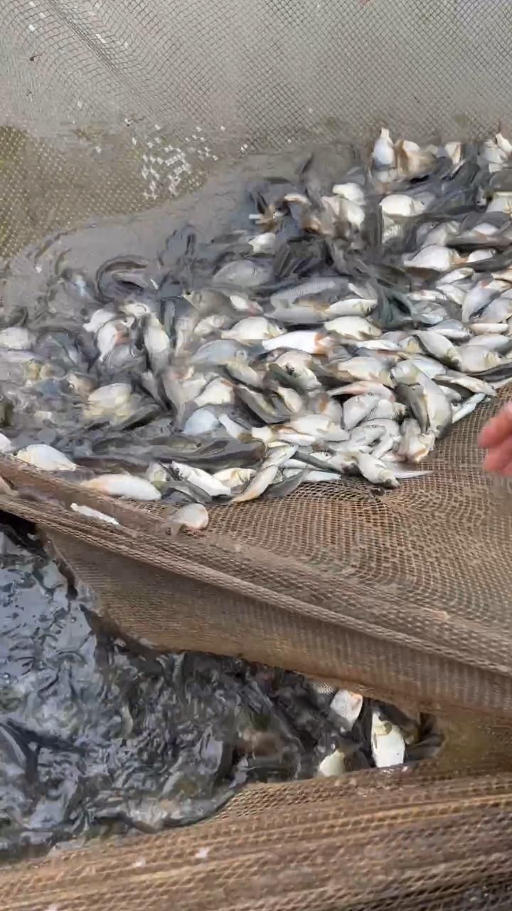 بچه ماهی|ماهی|رشت, حمیدیان|دیوار