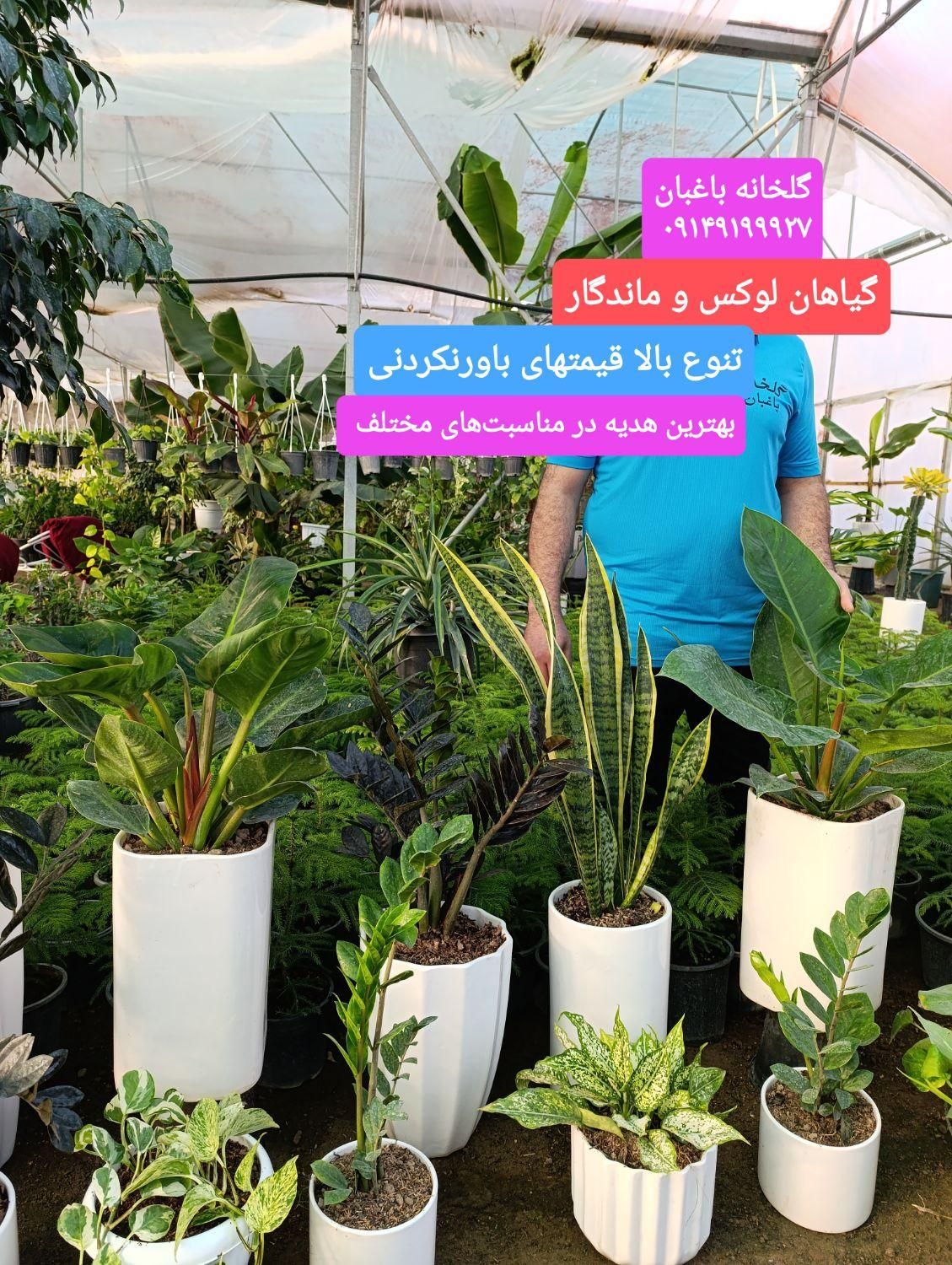 فروش گیاهان کادویی و ماندگار|گل و گیاه طبیعی|تبریز, |دیوار