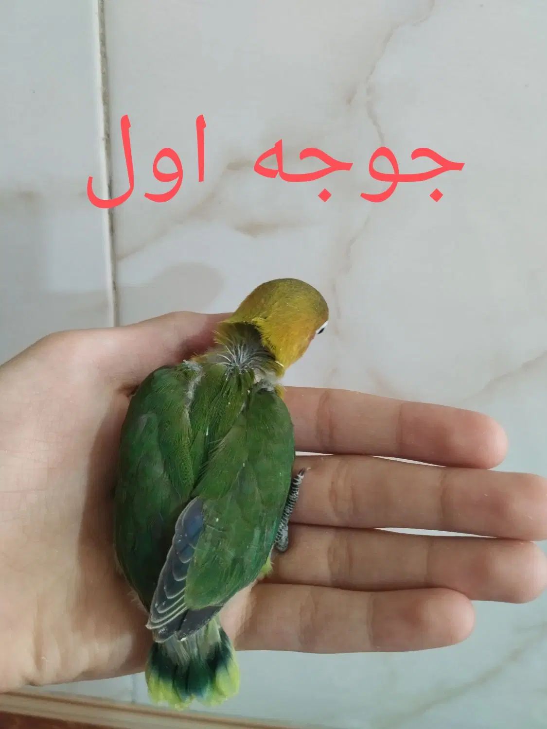 ۴جوجه سرلاکی و یک جفت طوطی برزیلی خوش رنگ|پرنده|نسیم‌شهر, |دیوار