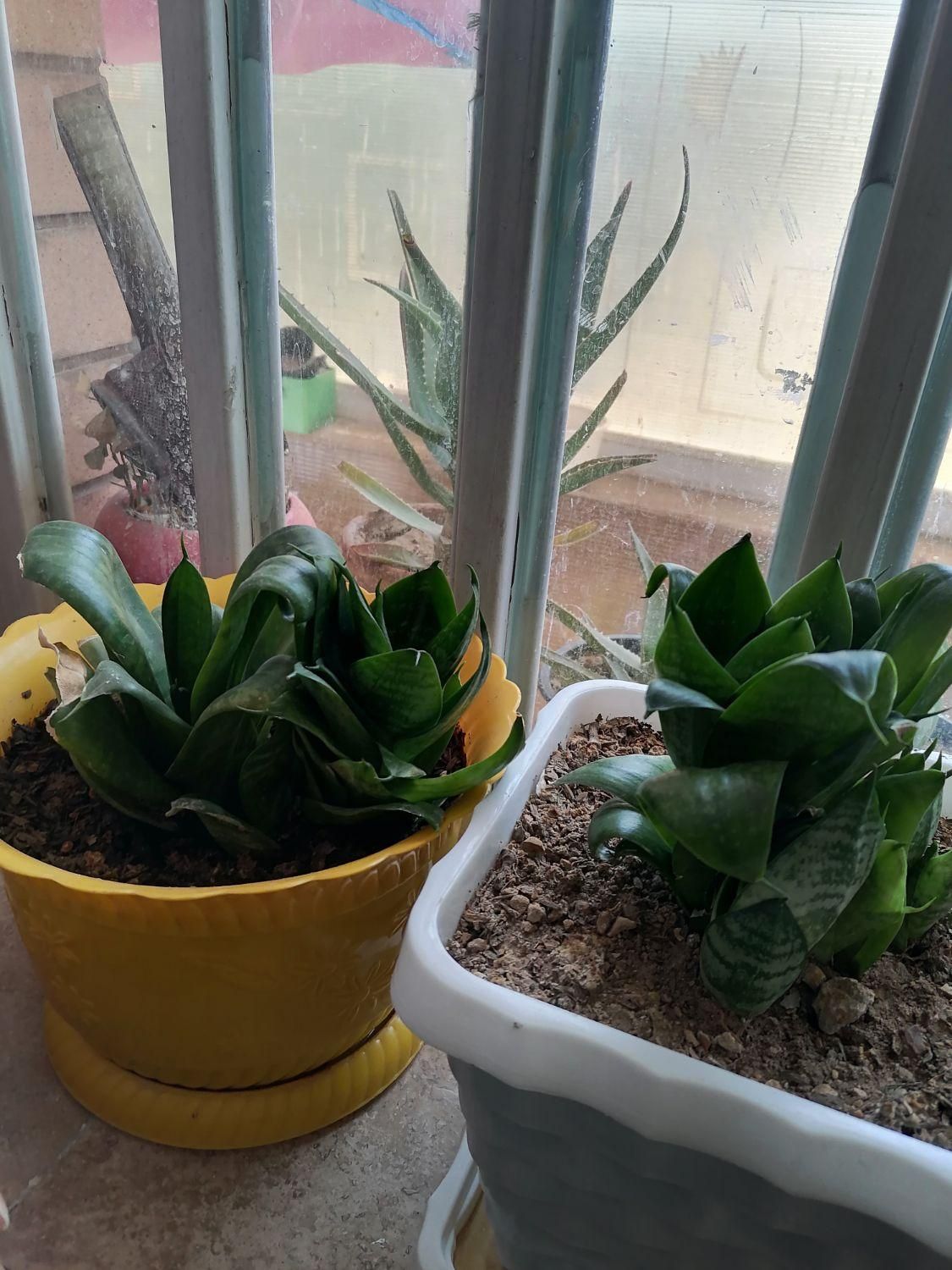 گل های شاداب و زیبا|گل و گیاه طبیعی|شیراز, رکن‌آباد|دیوار