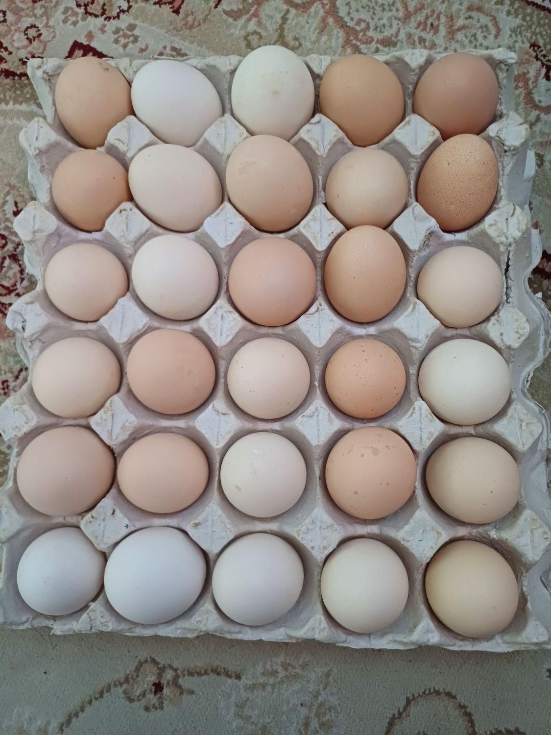 تخم مرغ|خوردنی و آشامیدنی|قزوین, |دیوار