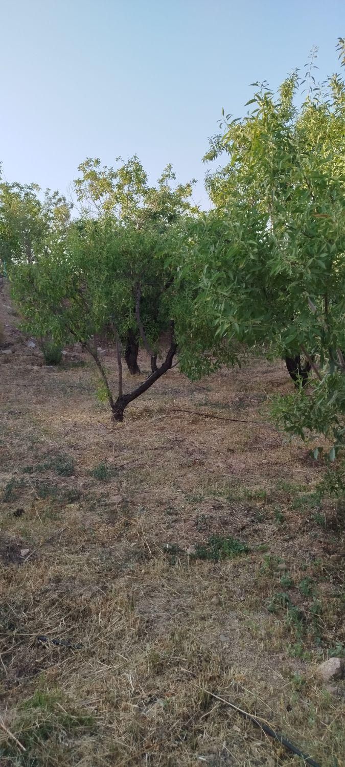 فروش زمین ۸۰۰ متری در شهرکرد شوراب صغیر|فروش زمین و ملک کلنگی|شاهین‌شهر, پاسداران|دیوار