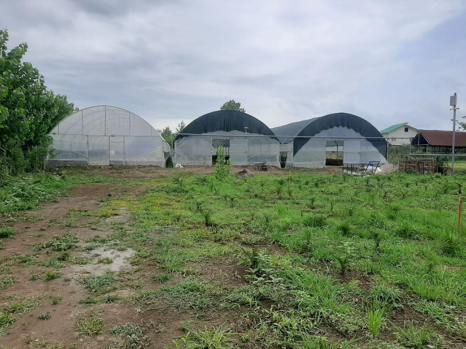 گلخانه فعال|فروش دفتر صنعتی، کشاورزی، تجاری|لنگرود, |دیوار