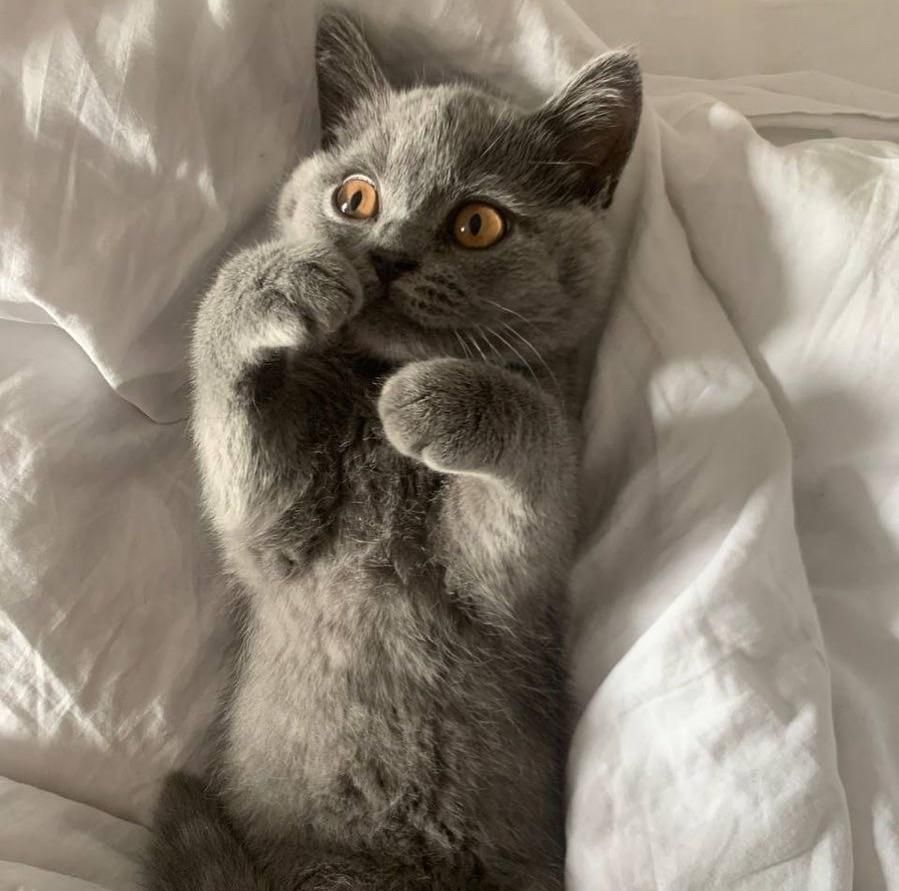 گربه های بریتیش و اسکاتیش اصیل در اهواز|گربه|اهواز, کمپلو شمالی|دیوار