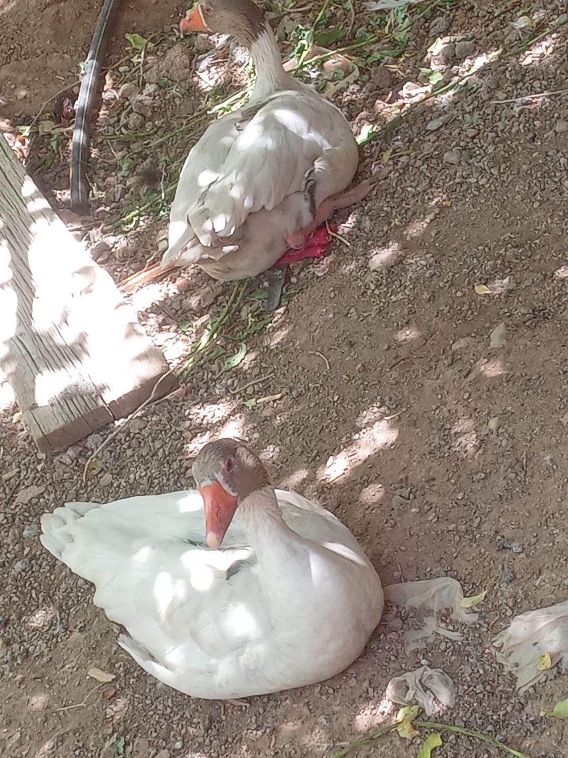 غاز نروماده|پرنده|قزوین, |دیوار