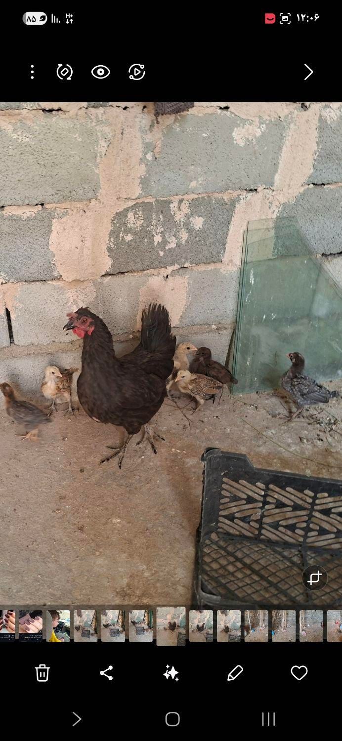 مرغ وجوجه|حیوانات مزرعه|کوهدشت, |دیوار