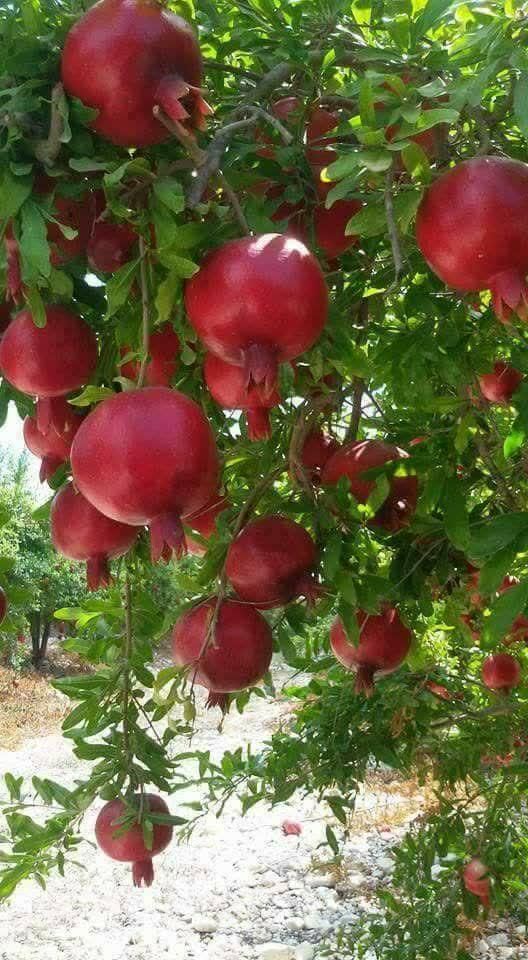 انار|گل و گیاه طبیعی|مشهد, امیرآباد|دیوار