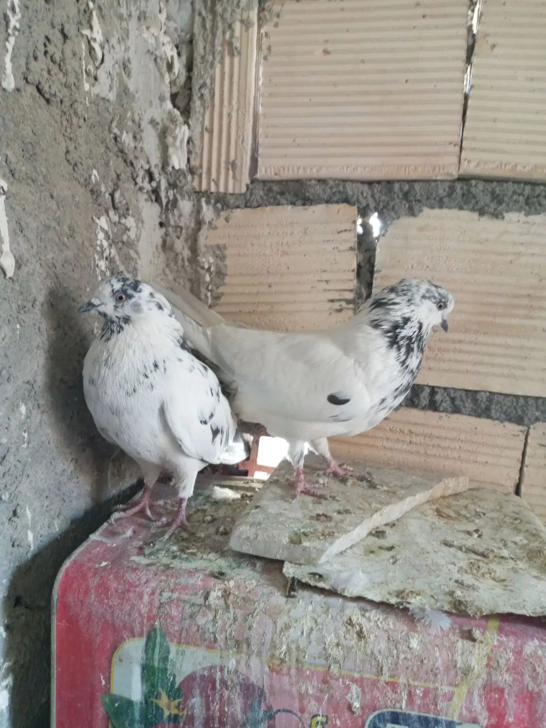 کفتر تهرونی نروماده و نر کله ای.دوکت.سوسکی|پرنده|اصفهان, دارک|دیوار