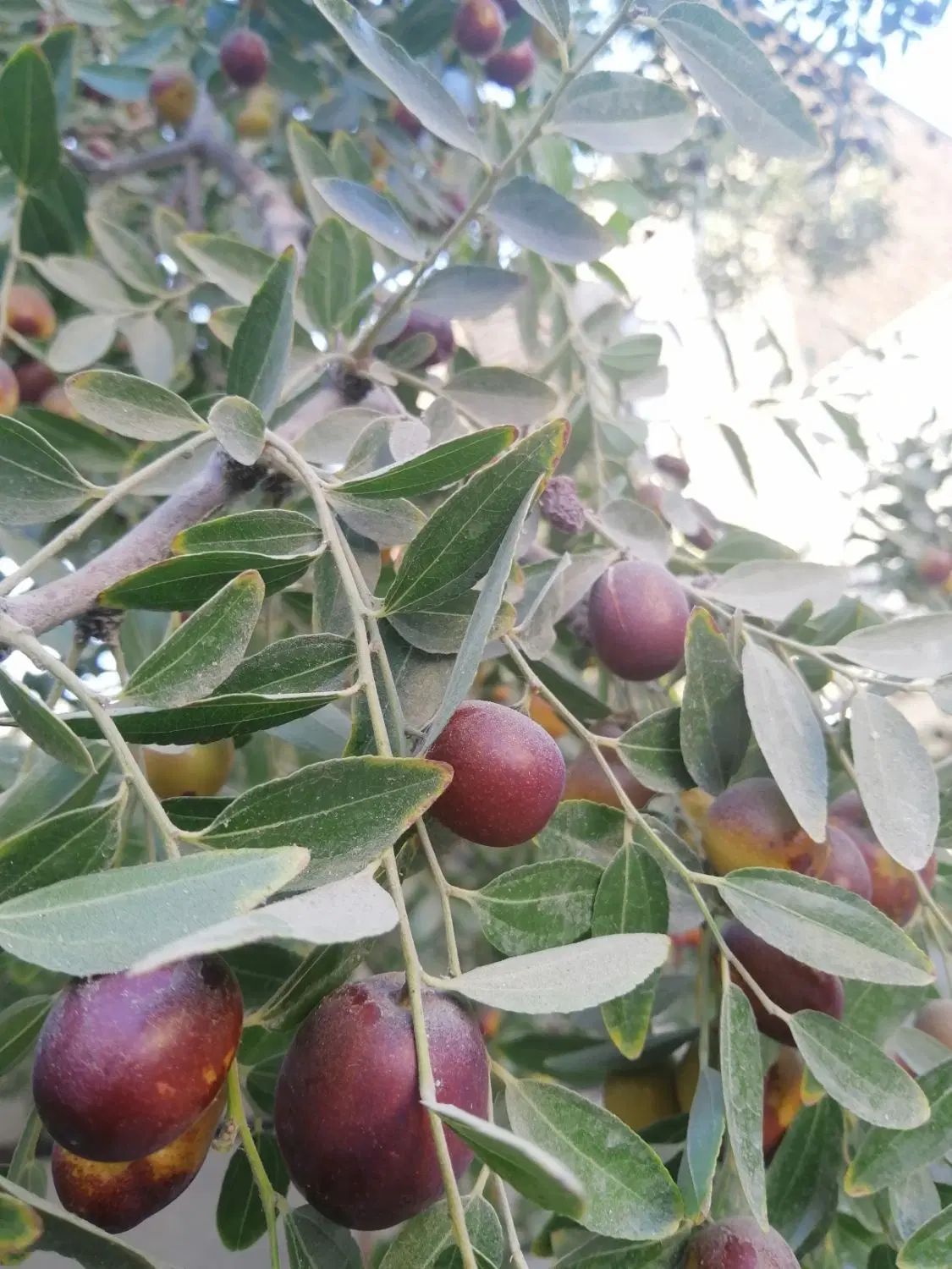 عناب تازه روی درخت|خوردنی و آشامیدنی|مشهد, موسوی قوچانی|دیوار