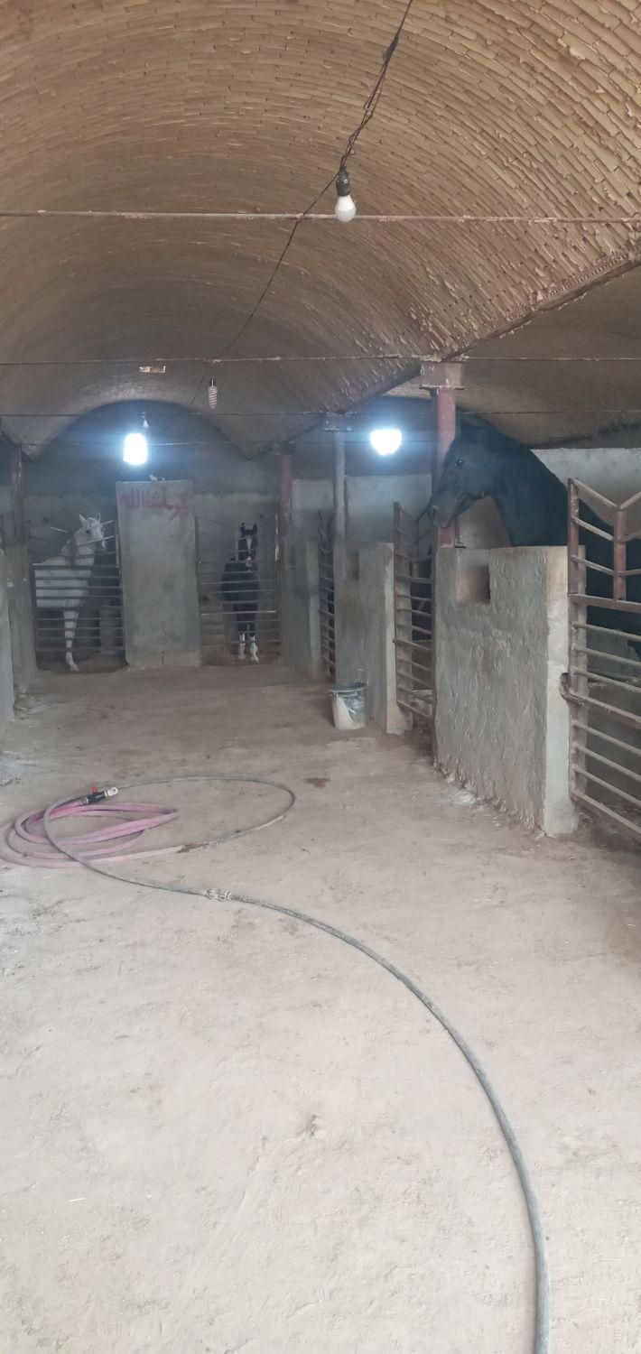 مجموعه پرورش اسب|اسب و تجهیزات اسبسواری|شاهینشهر, گرگاب|دیوار