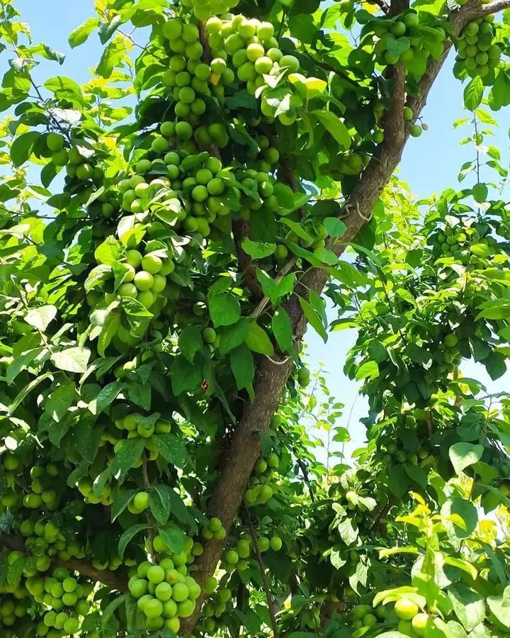 نهال گوجه سبز|گل و گیاه طبیعی|تبریز, |دیوار