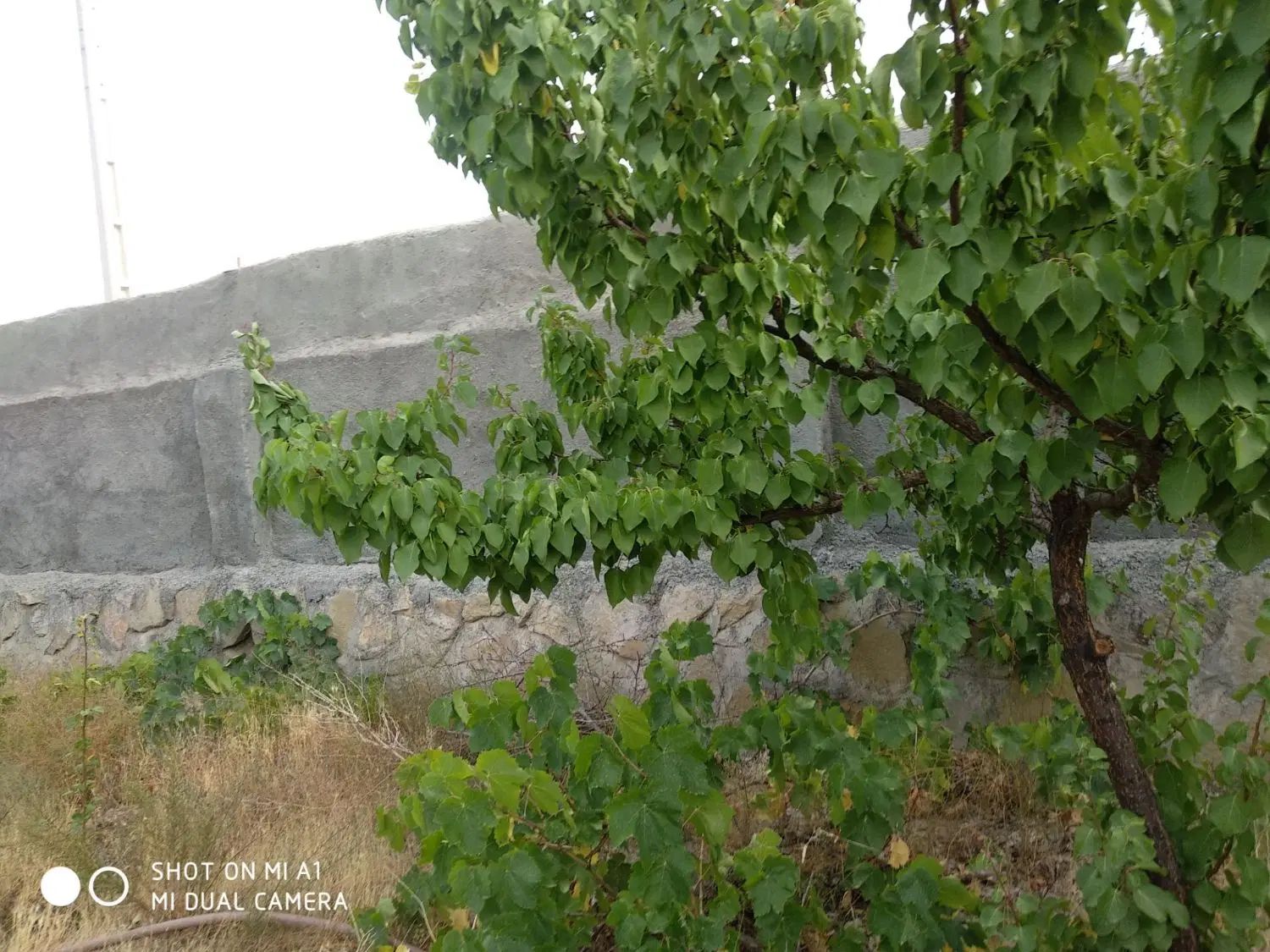 فروش قطعه باغ ۸۰۰ متری مناسب سرمایه گذاری|فروش خانه و ویلا|گلمکان, |دیوار