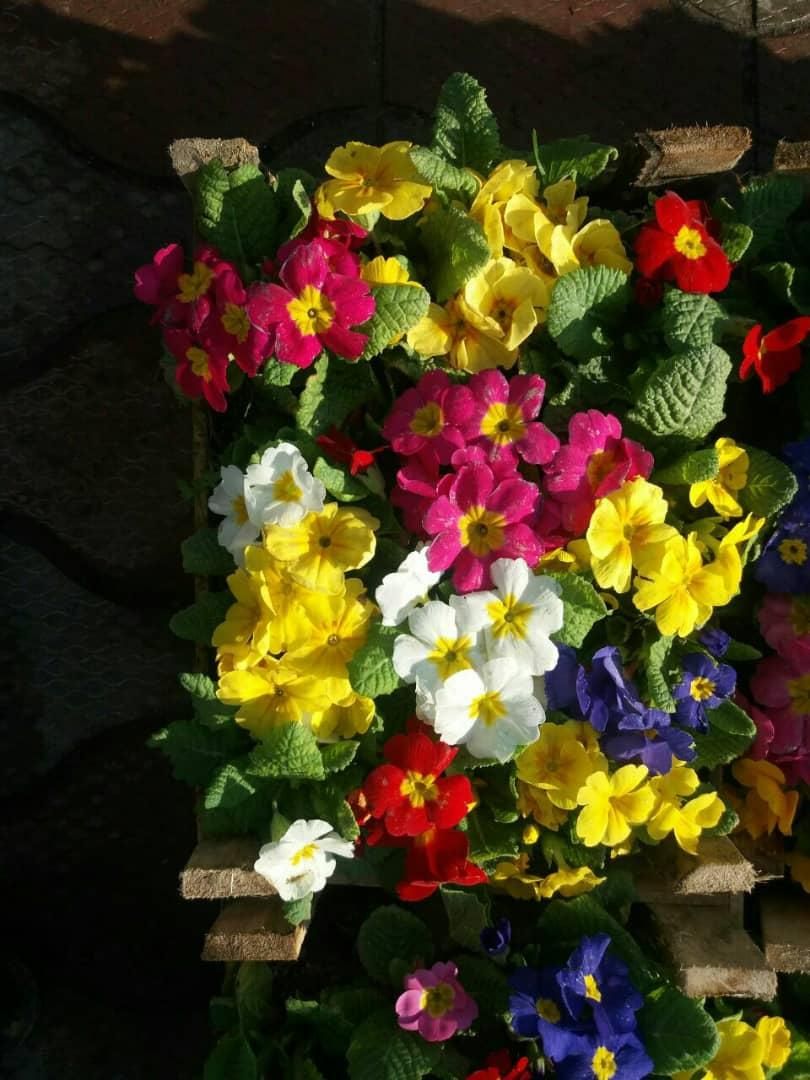 باغبانی سم  پاشی درختان در تمام نقاط شهر|خدمات باغبانی و درختکاری|مشهد, آزادشهر|دیوار