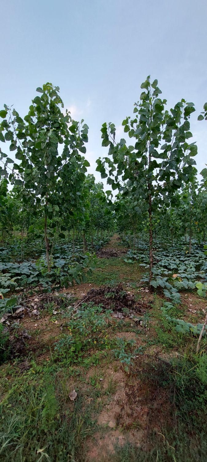 فروش زمین با درخت/صنوبر/ضیابر|فروش زمین و ملک کلنگی|ضیابر, |دیوار