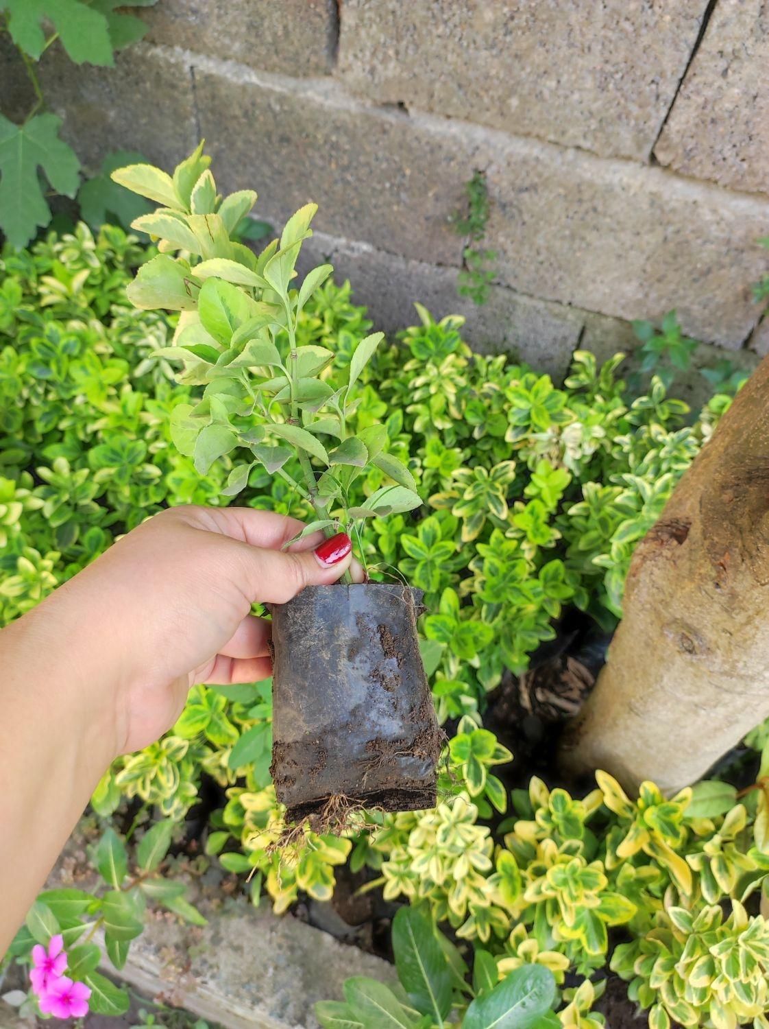 شمشادطلایی نایلکسی|گل و گیاه طبیعی|رشت, بازار|دیوار