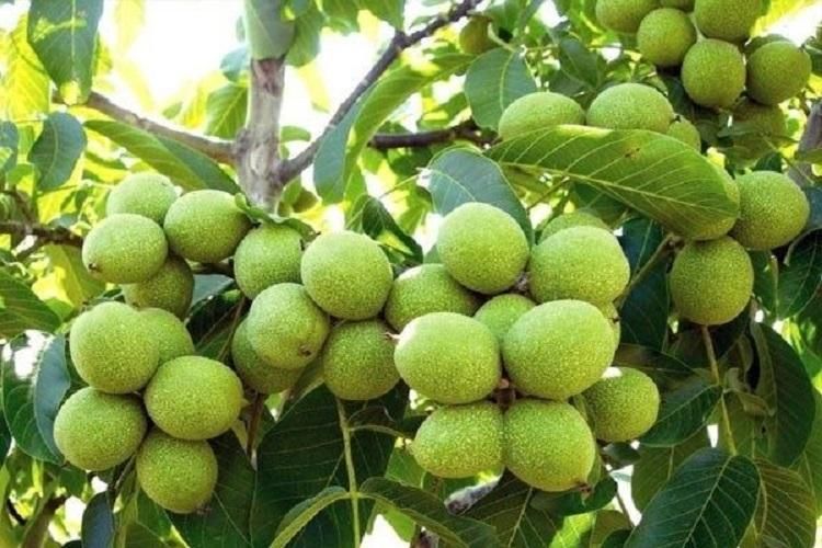 فروش نهال گردو ژنوتیپ آرال باگیرایی بالا|خدمات باغبانی و درختکاری|ایلام, |دیوار