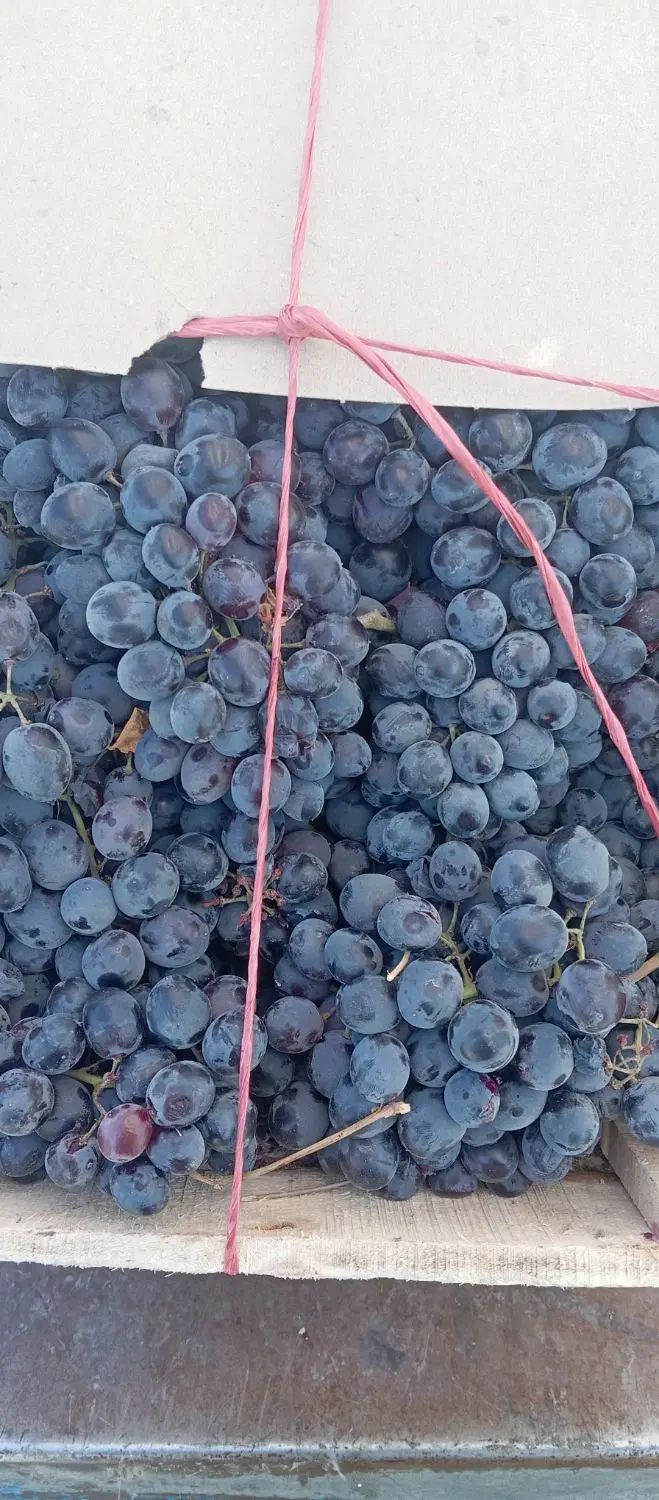 انگور ارگانیک قرمز قرمز اصل سردشت قیمت مناسب|خوردنی و آشامیدنی|زنجان, |دیوار