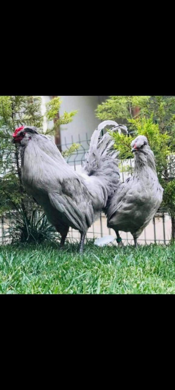 کارآفرینی با مرغ و خروس وارداتی در خانه و باغ|حیوانات مزرعه|اصفهان, خواجو|دیوار