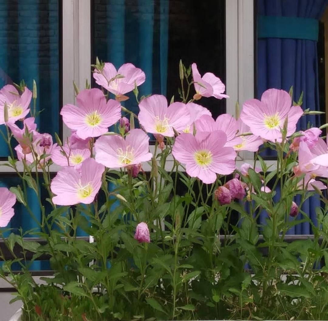 فروش خانه۱۸۴ متری ۱۹۰متربنا ۴خواب|فروش خانه و ویلا|محمدشهر, عباس آباد|دیوار