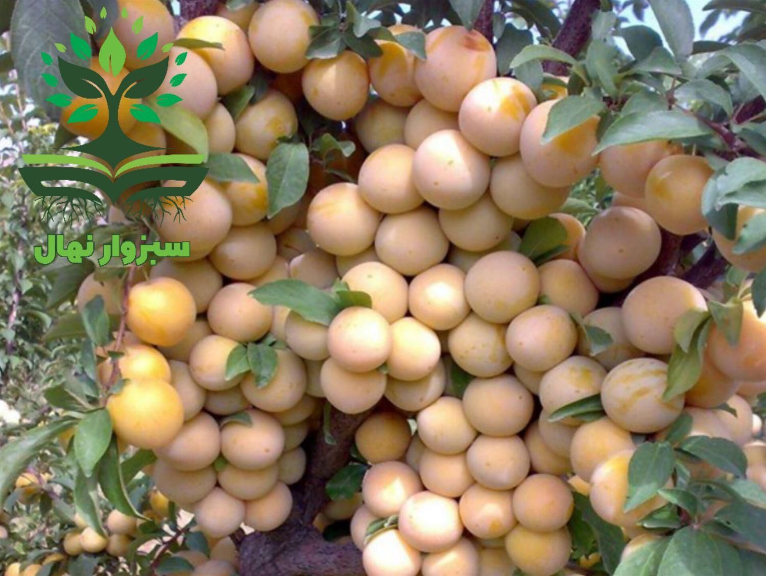 نهال آلو قطره طلا گلدانی( سبزوار نهال)|گل و گیاه طبیعی|سبزوار, کهنه آب|دیوار