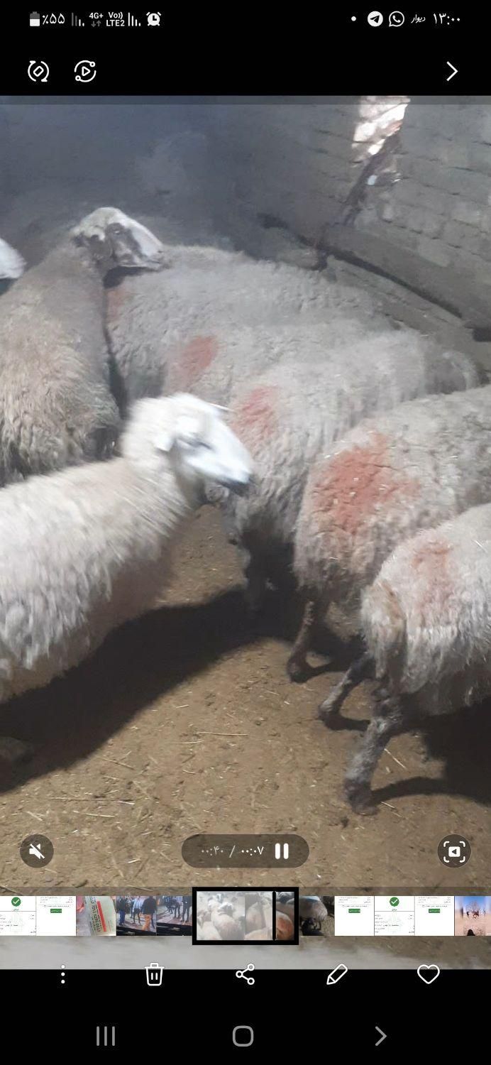 خریدوفروش دام سبک و سنگین ب بالاترین قیمت|حیوانات مزرعه|خمین, |دیوار