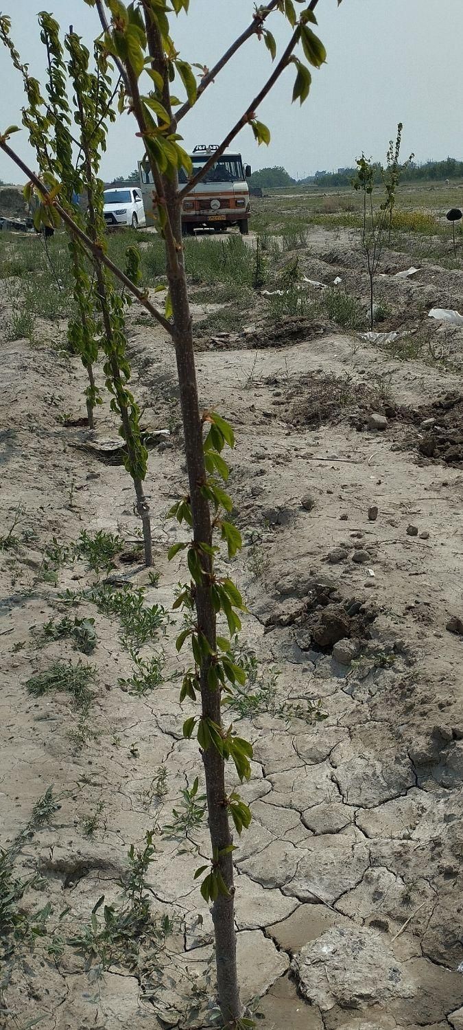 باغ حدودا وصل به بافت|فروش زمین و ملک کلنگی|چناران, |دیوار